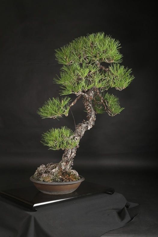 黒松 約80年 | 雨竹亭オンラインショップ