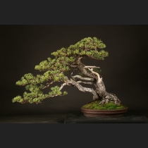 盆栽内の商品一覧 | 雨竹亭オンラインショップ