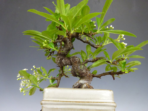 ピラカンサ 【 24 B ― 17 】 - 小品盆栽専門店 湘風園オンライン