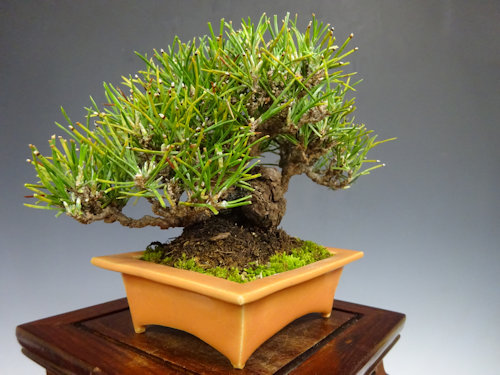 黒 松 ミニサイズ 【 24 B ― 39 】 - 小品盆栽専門店 湘風園オンライン