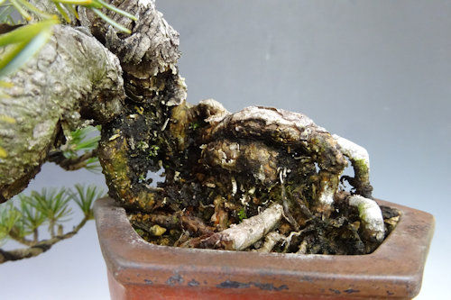 五葉松 【 23 B ― 49 】 - 小品盆栽専門店 湘風園オンラインショップ