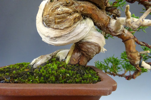 真 柏 【 23 B ― 05 】 - 小品盆栽専門店 湘風園オンラインショップ