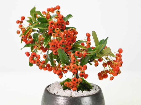 ミニピラカンサの盆栽を販売｜入門は盆栽妙 – 盆栽妙 本店