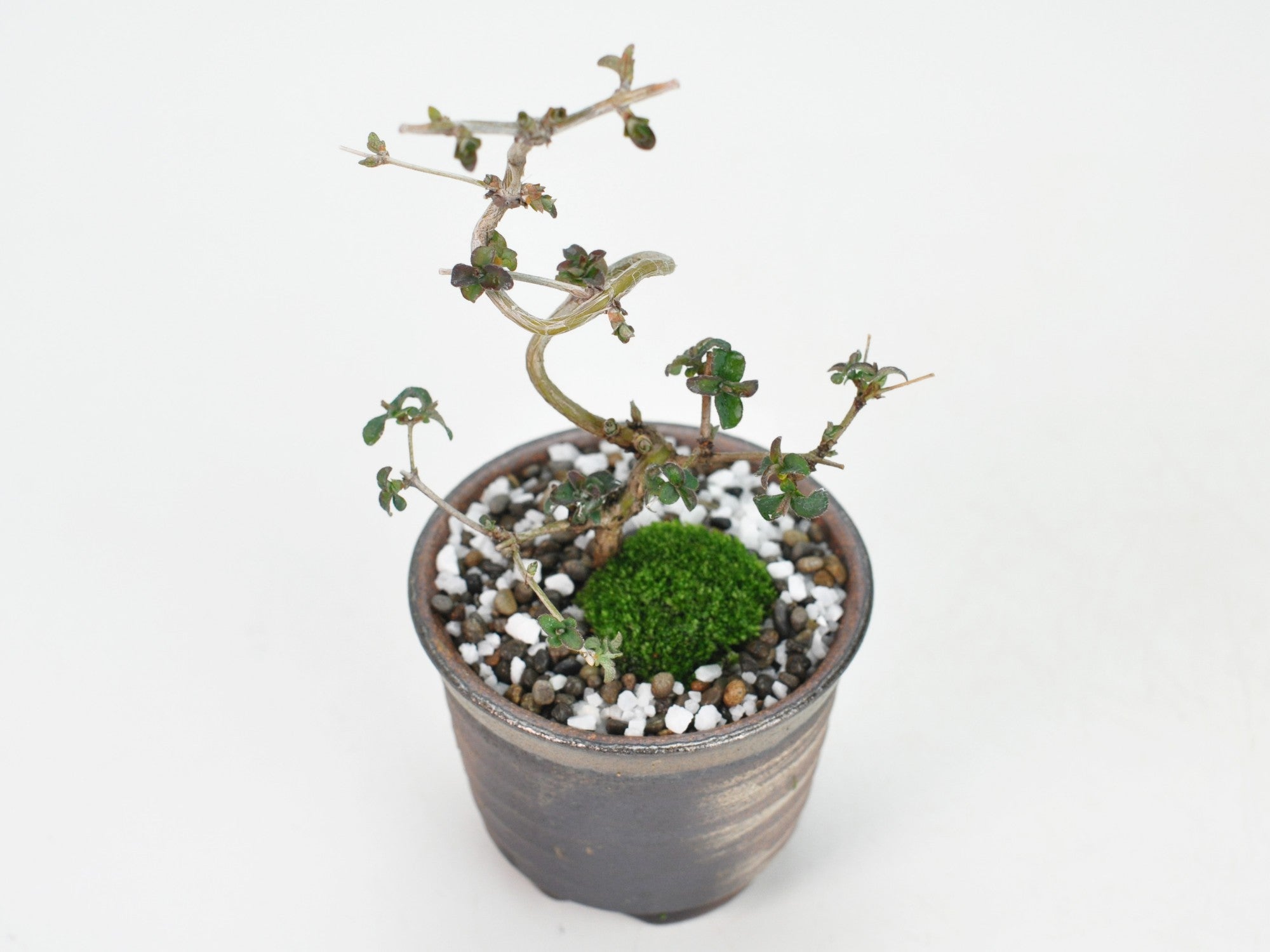 ウグイスカグラ(鶯神楽)の盆栽の盆栽の販売｜盆栽妙 – 盆栽妙 本店