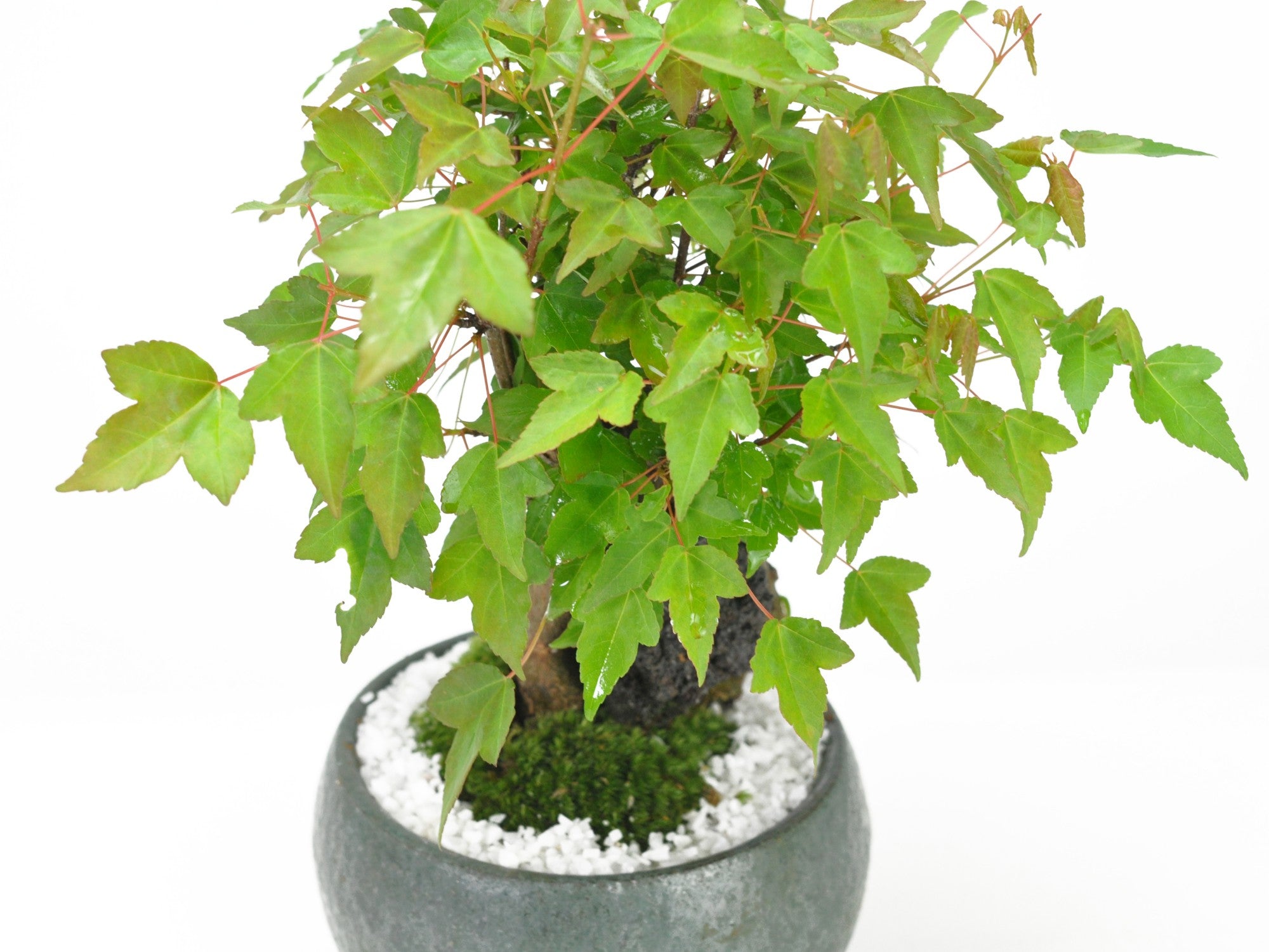 石付き楓の盆栽の販売｜盆栽妙 – 盆栽妙 本店