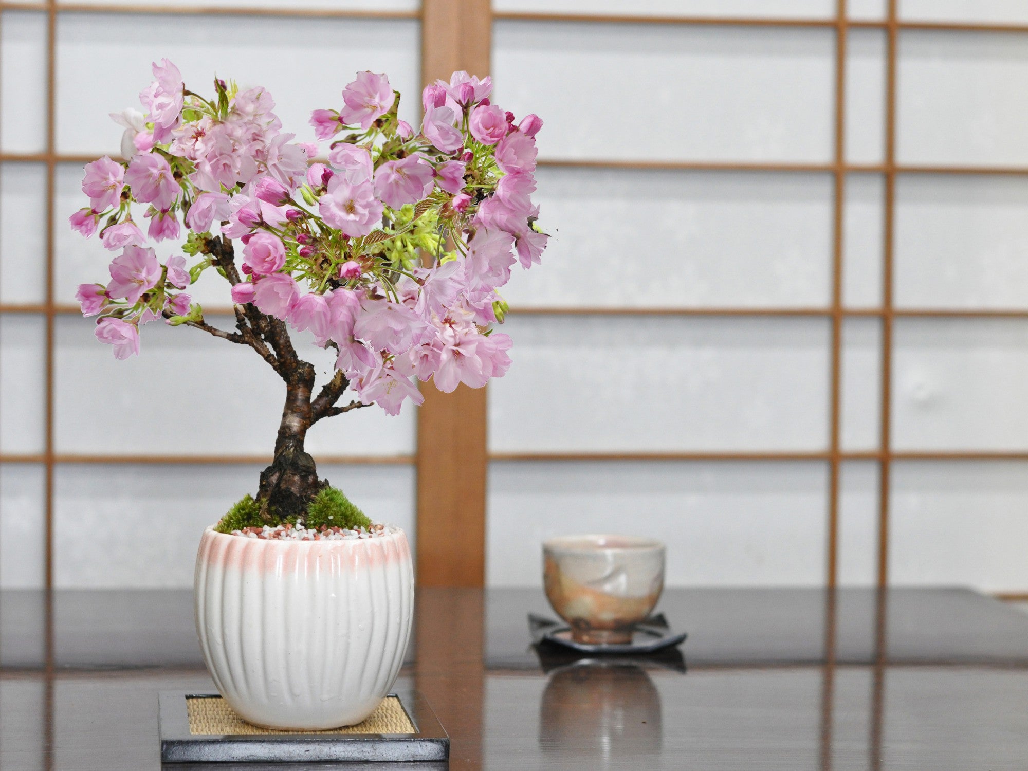 開花調整 5月に咲く桜 白桃モダン鉢の盆栽の販売｜盆栽妙 – 盆栽妙 本店