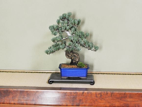 存在感に圧倒される大きめの極上五葉松の盆栽を販売｜入門は盆栽妙