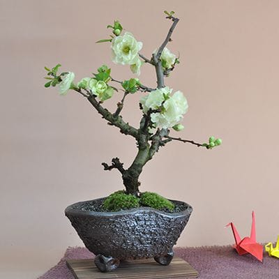 雲龍長寿梅の盆栽を販売｜盆栽妙 – 盆栽妙 本店