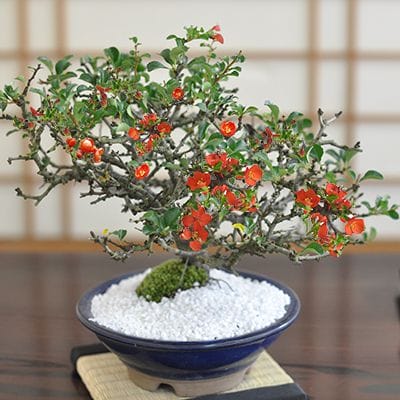 ブーゲンビリアの盆栽を販売｜盆栽妙 – 盆栽妙 本店