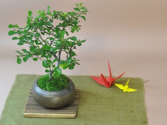 164_1.jpg?v=1700449175&width=1946