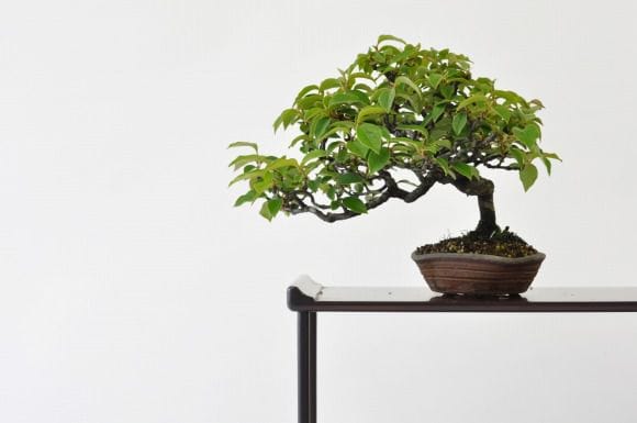 カリン 1点もの No.196の盆栽を販売｜教室は盆栽妙 – 盆栽妙 本店