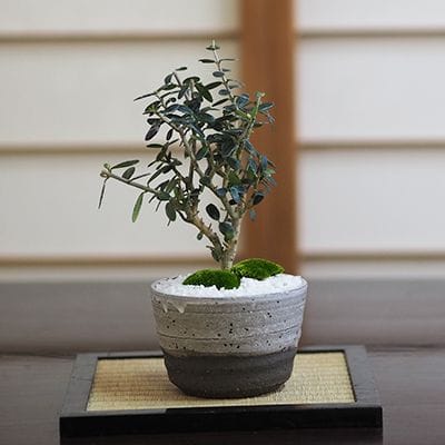 ソテツの盆栽を販売｜盆栽妙 – 盆栽妙 本店