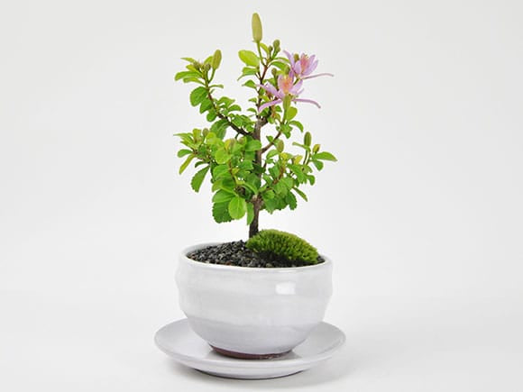 2828_4.jpg?v=1709278007&width=1946