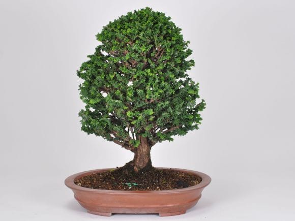 2904_4.jpg?v=1700700779&width=1946