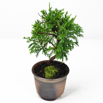 那須五葉松の盆栽を販売｜盆栽妙 – 盆栽妙 本店