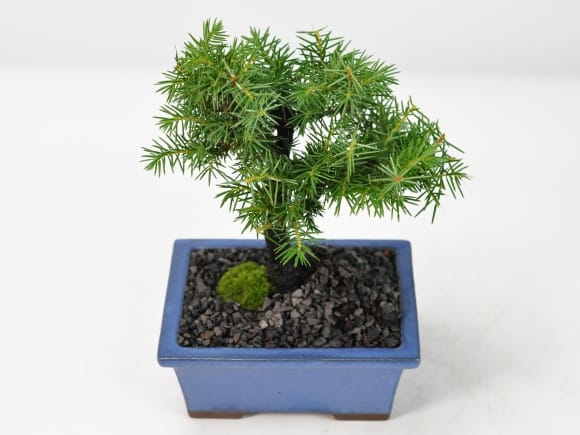 ミニ杜松の盆栽を販売｜盆栽妙 – 盆栽妙 本店