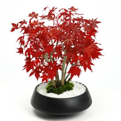 モミジ（紅葉）盆栽の販売｜盆栽妙 – Page 2 – 盆栽妙 本店