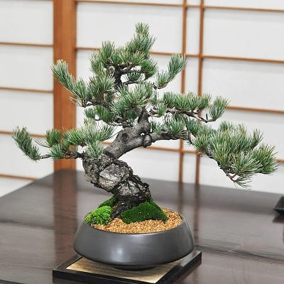 五葉松 大品盆栽 樹齢70年の一点物盆栽を販売｜盆栽妙 – 盆栽妙 本店