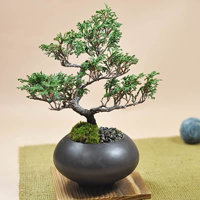 岩石性黒松の盆栽を販売｜盆栽妙 – 盆栽妙 本店