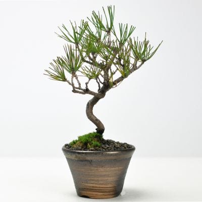 黒松 中品盆栽 樹齢35年の一点物盆栽を販売｜盆栽妙 – 盆栽妙 本店