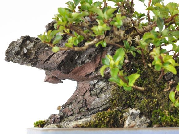 長寿梅 石付け 1点もの No.255の盆栽を販売｜講座は盆栽妙 – 盆栽妙 本店