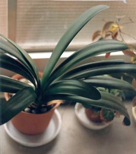 浮浪 / 佐内正史 Masafumi Sanai | 小宮山書店 KOMIYAMA TOKYO