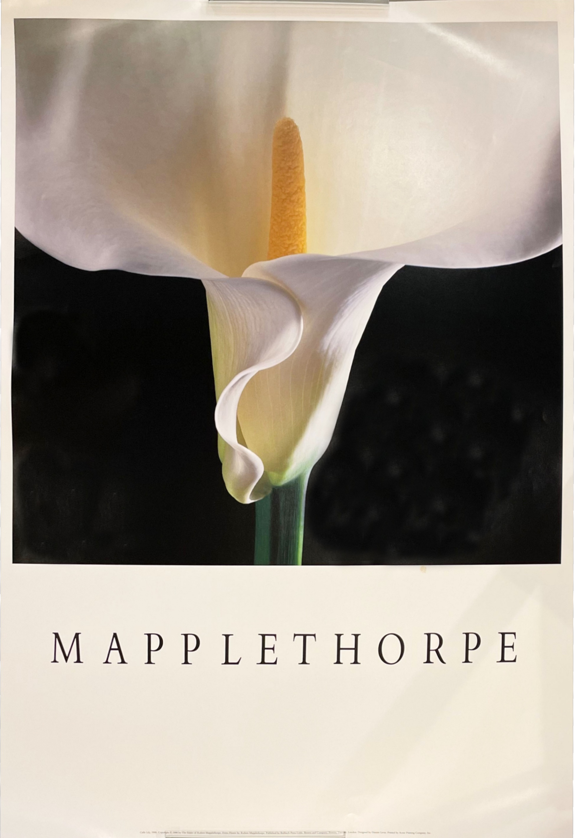 MAPPLETHORPE / ロバート・メイプルソープ | 小宮山書店 KOMIYAMA