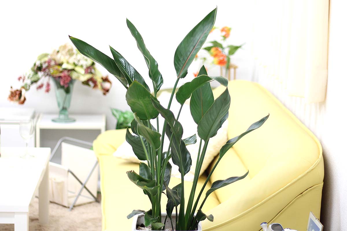 ストレリチア 9号 陶器鉢 通販 販売｜観葉植物のブルーミングスケープ