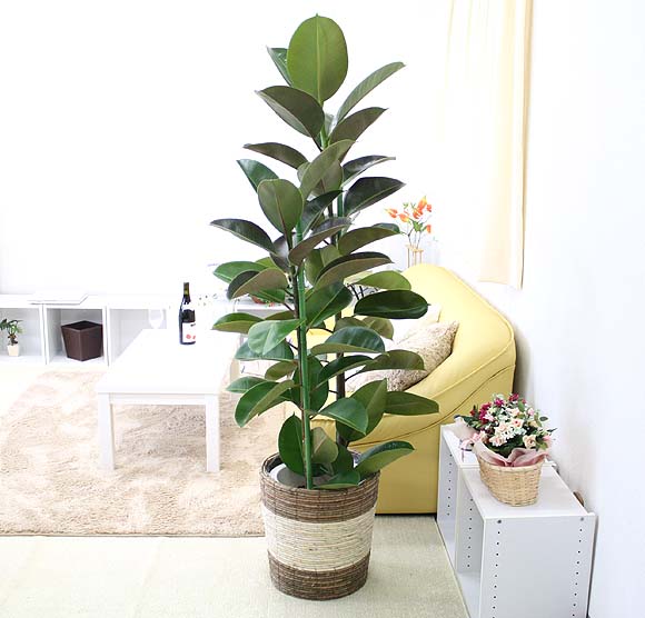 ゴムの木 育て方｜観葉植物 Dictionary｜ブルーミングスケープ