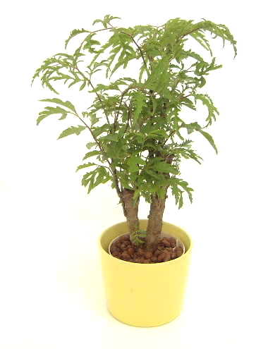 ポリシャス・タイワンモミジ（台湾モミジ） 育て方｜観葉植物