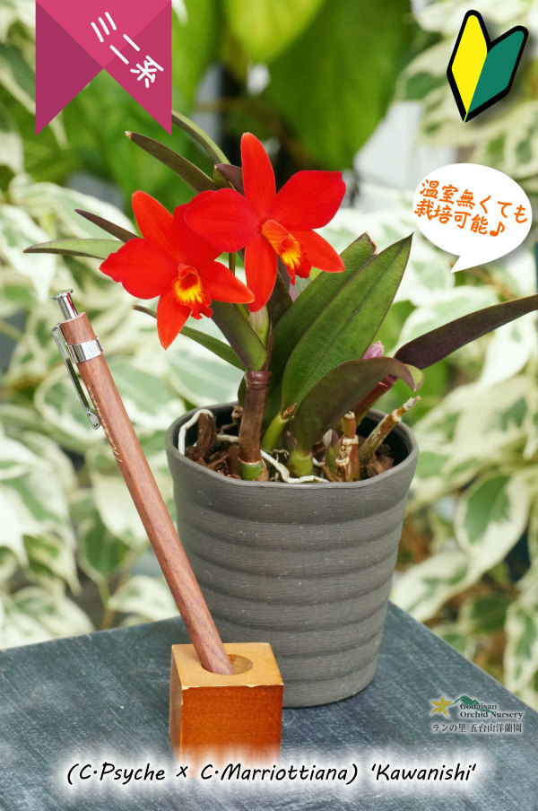 原種のような雰囲気もあるミニカトレア】(C.Psyche ? C.Marriottiana