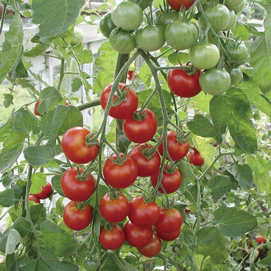 GAIAネットグリーンフィールドプロジェクト 有機種子 ミニトマト