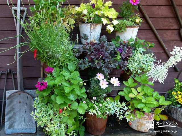 寄せ植えよりも簡単な「寄せ鉢」でガーデニングを楽しむコツをご紹介