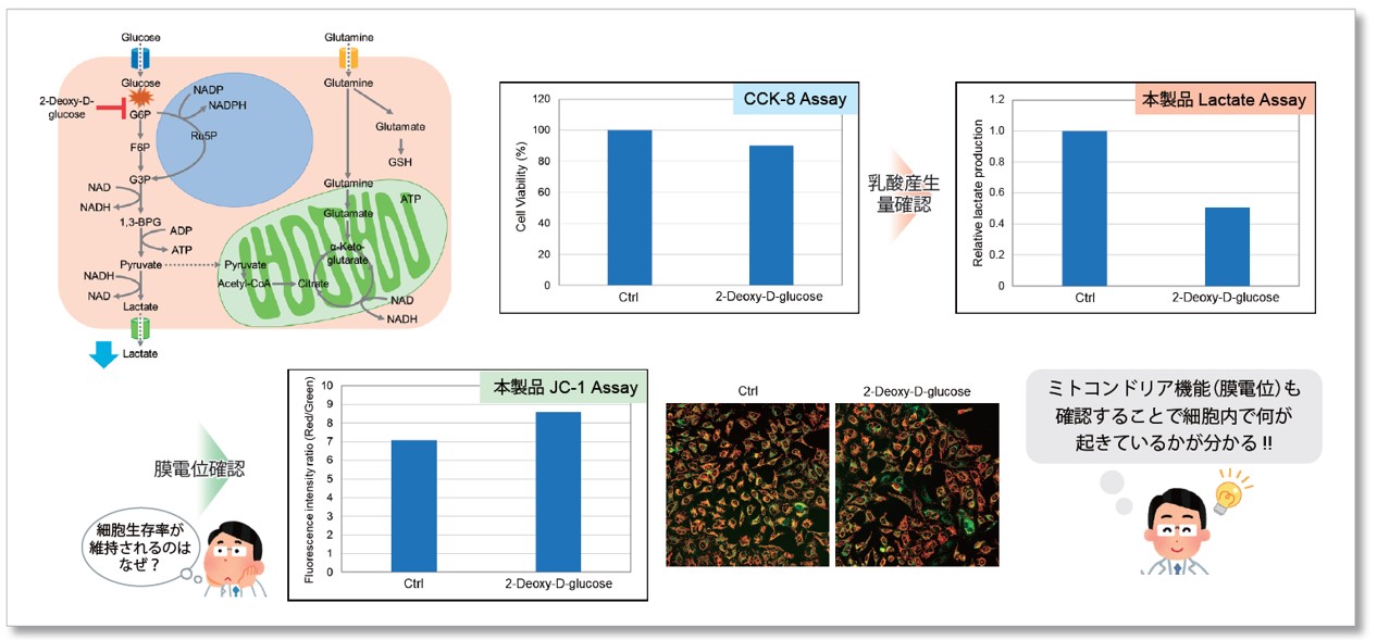 解糖系/ミトコンドリア膜電位測定キット Glycolysis/JC-1 MitoMP Assay