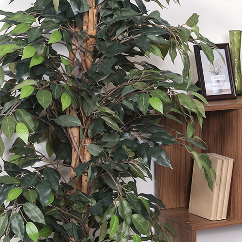 観葉植物 フィカス 1124 A 52662 不二貿易 観葉植物 | ホームセンター