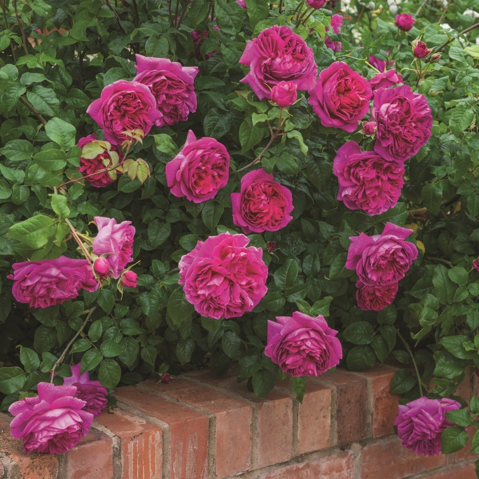 ヤング・リシダス 鉢苗 - Young Lycidas Potted (Ausvibrant) – David