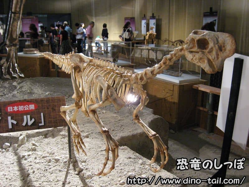 オビラプトル(オヴィラプトル) | 恐竜のしっぽ -図鑑-