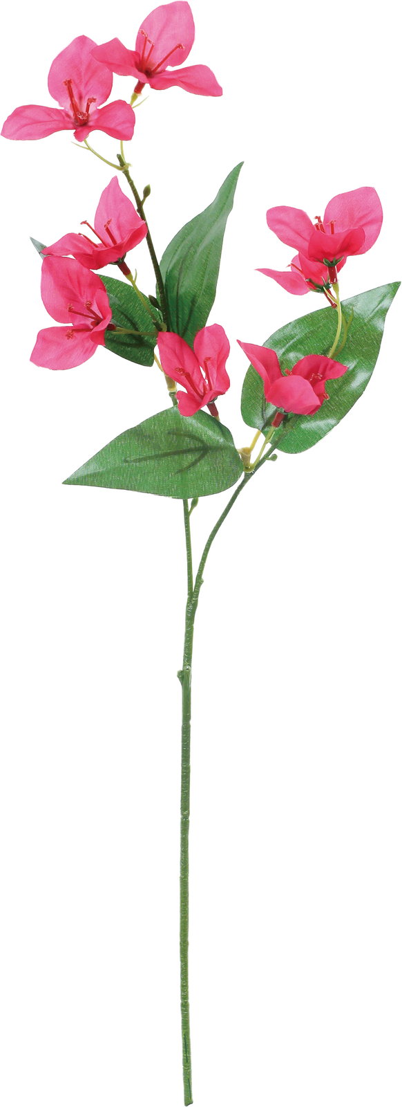 ﾌﾞｰｹﾞﾝﾋﾞﾘｱ: クイックオーダーでのみ販売 ｜ YDMオンラインストア