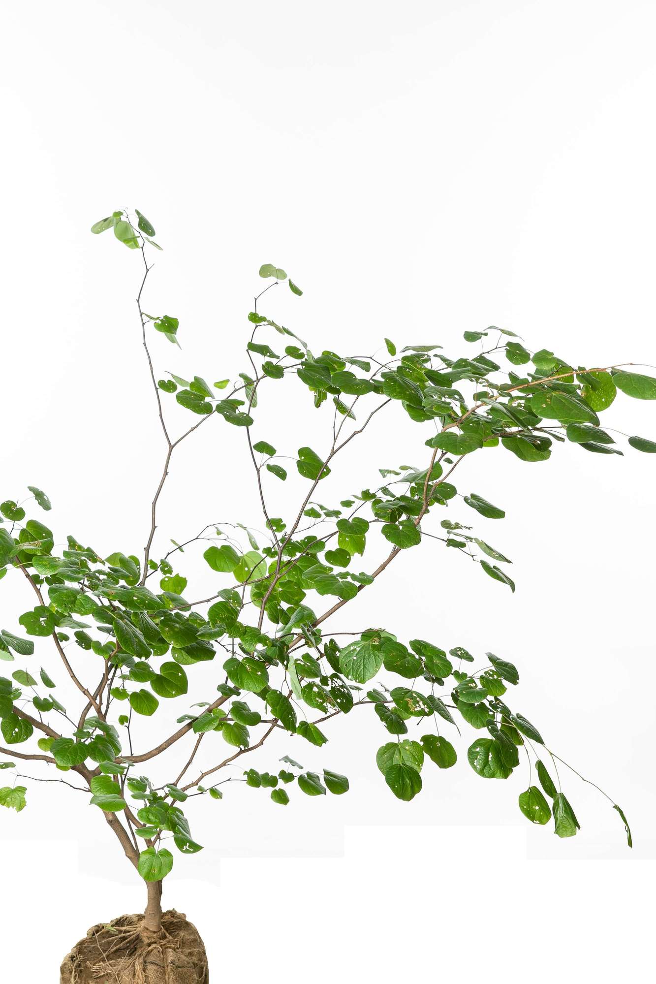 マルバノキ 植栽 | 愛知県名古屋市外構ディーズガーデン|愛知県名古屋