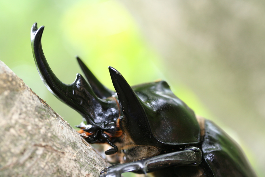 アクティオンゾウカブト ｜ ドルクスダンケ