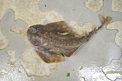 作ってみよう | えのすいトリーター日誌 | 新江ノ島水族館