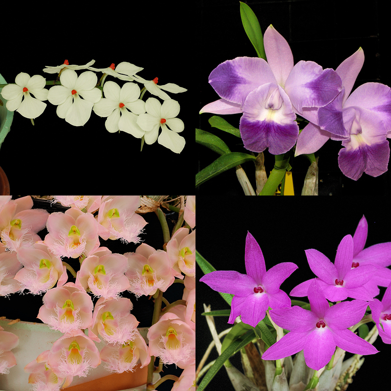 カタセタムの育て方｜世界らん展2023 —花と緑の祭典—