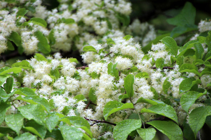 樹木シリーズ41 サワフタギ、ナツハゼ | あきた森づくり活動サポート