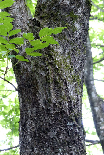 樹木シリーズ69 キハダ | あきた森づくり活動サポートセンター