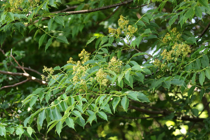樹木シリーズ69 キハダ | あきた森づくり活動サポートセンター
