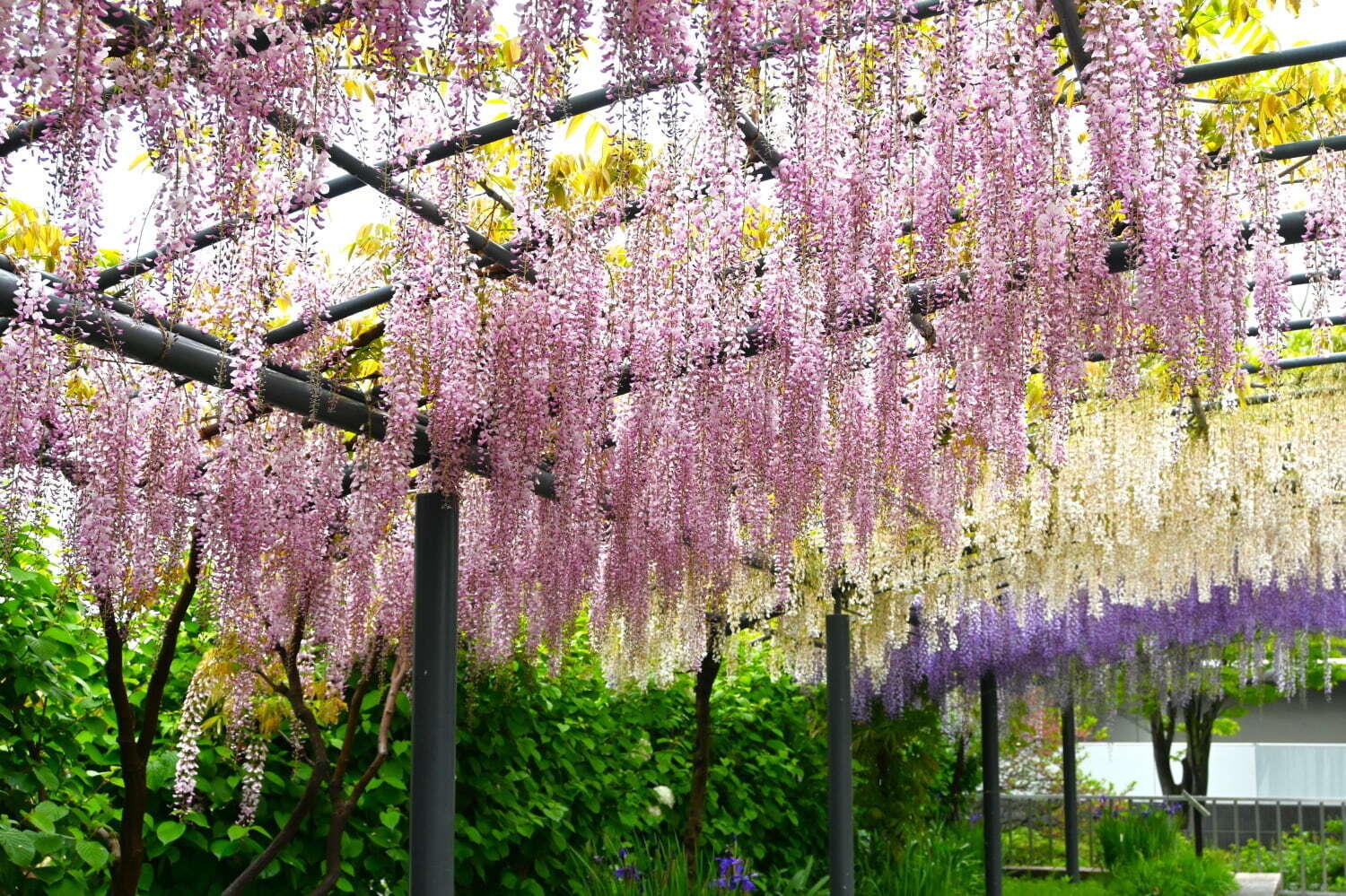 大阪「万博記念公園 藤まつり」約80m続く“藤のカーテン”、紫やうす紅色