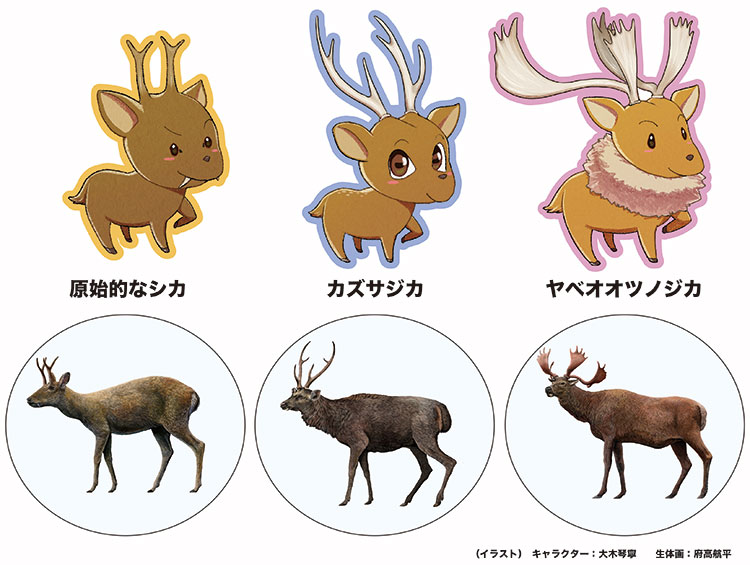企画展「角の魅惑−日本のシカ化石とニホンジカ−」特設ページ