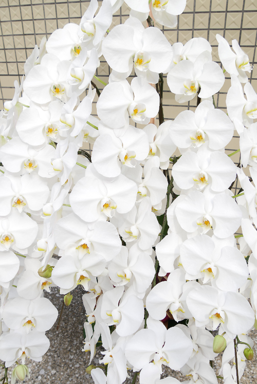 胡蝶蘭（白）12本立 【特別仕立・配達地域限定】 ｜ お花ドットコム