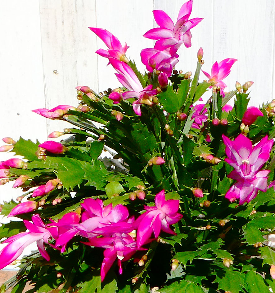 シャコバサボテンの育て方 - 園芸特集 - 株式会社 東 商