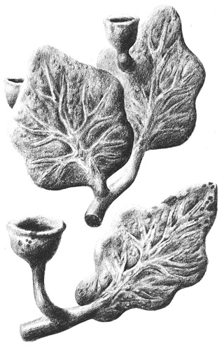 image/平行植物/工作舎